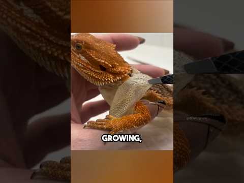 Bearded Dragon Shedding 😨