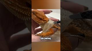 Bearded Dragon Shedding 😨