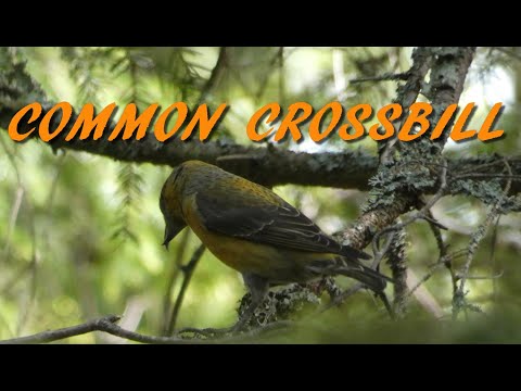 Common Crossbill
