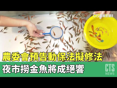 農委會預告動保法擬修法　夜市撈金魚將成絕響
