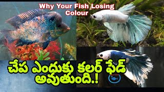 Why my Aquarium Fish Losing Color |How To Recover my Fish Faded Color | Aqua Planet Telugu