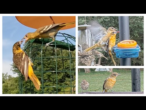 Live Bird Feeder and Wildlife Cam HIGHLIGHTS - Week of 07-02-23