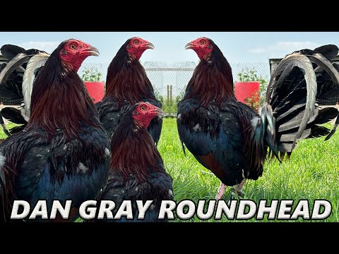 Tony Mtz Red Newark Farm Beautiful Birds Dan Gray Roundhead Asil Kelso Clement