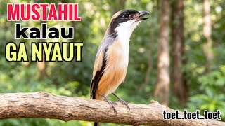 Download lagu SUARA CENDET GACOR || TOET TOET biangnya bikin cendet jenis apapun langsung nyaut emosi ikutan bunyi mp3