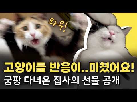 궁디팡팡 캣페스타 다녀왔더니.. 우리집 고양이들 반응이...