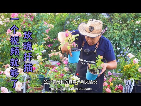 花店老板绝不会告诉你的玫瑰扦插真相！玫瑰扦插一个视频就够了！园艺篇660