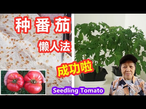 , title : '种番茄懒人法，拿来就种，成功啦! 番茄再生，提供它的育苗时间表 seeding tomato\Mars Hydro'