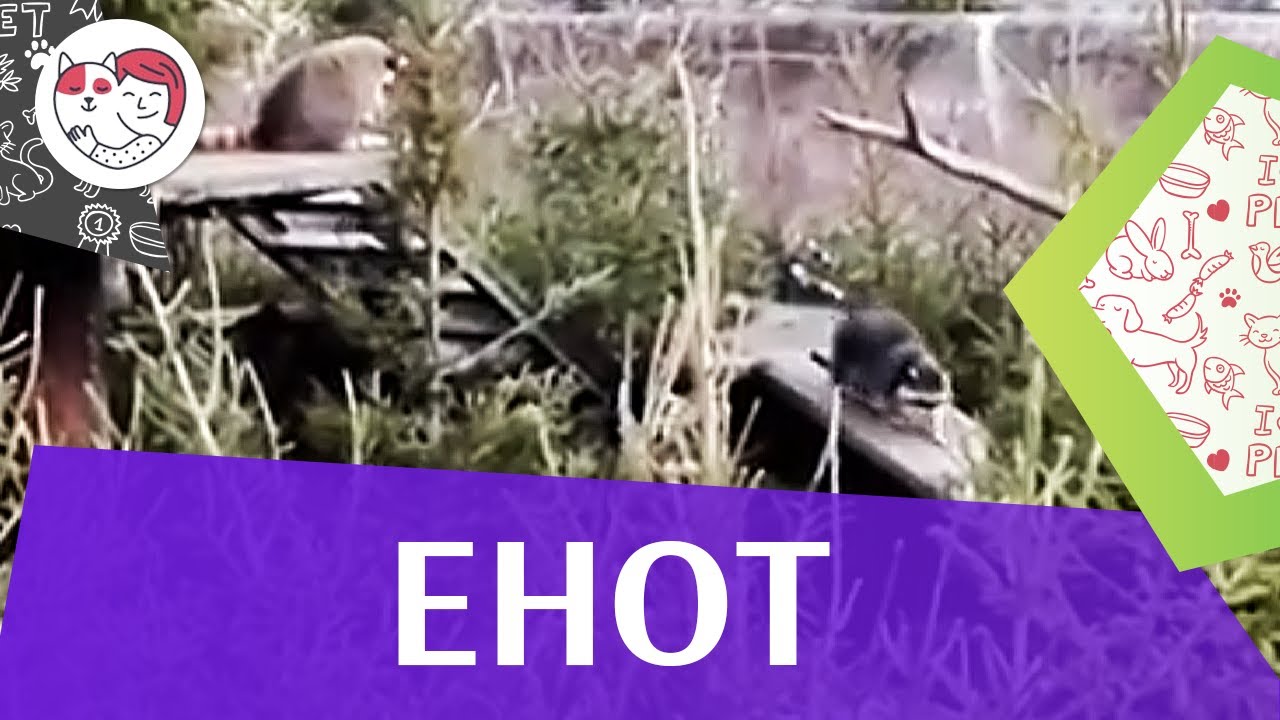 Енот Образ жизни на ilikepet