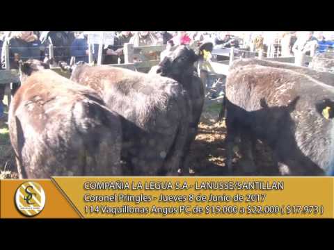 08-06-17 Venta de Vaquillonas Angus PC - Compañía La Legua S.A -  Lanusse/Santillan - C. Pringles