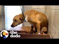 Very Aggressive Shelter Dog Turns Into The Sweetest Girl The Dodo