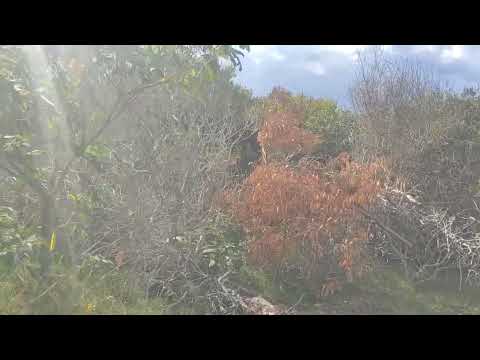 Oceanía del Polonio 14_12_25