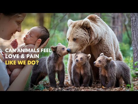 Animal Sentience: Do Animals Feel Emotions Like We Do?