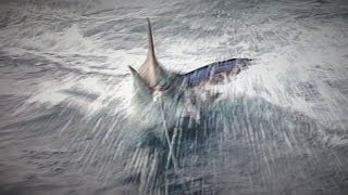 preview picture of video 'Catching three Marlin at one time with Fishin' With the Good Ol' Boys'