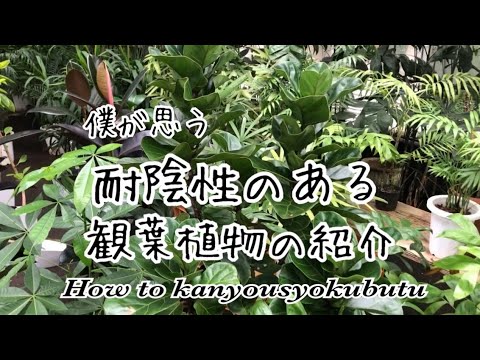暗闇でも生きられる植物は何ですか?家の暗い空間を照らす6種  庭園