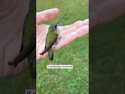 Diese Familie rettete einen gefangenen Kolibri und dann passierte Folgendes …