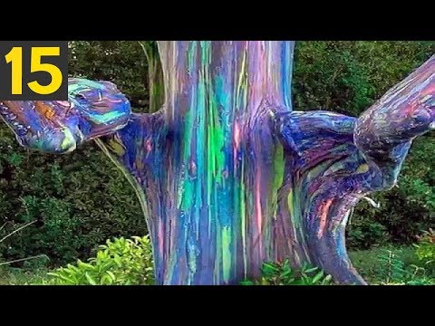 Top 15 STRANGE Trees you Didn't Know Existed