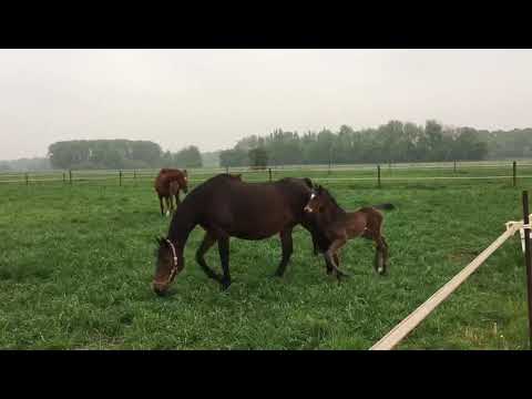 Hengstfohlen v. Mumbai-Lavaletto