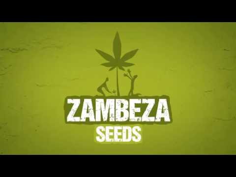 ZAMBEZA Seeds video