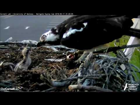 Hellgate osprey MT  6 11 18  933pm Louis delivered another live fish Iris feed the babies