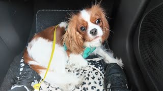 Vanilla’s Summer Vacation Day 2: Heading to the beach