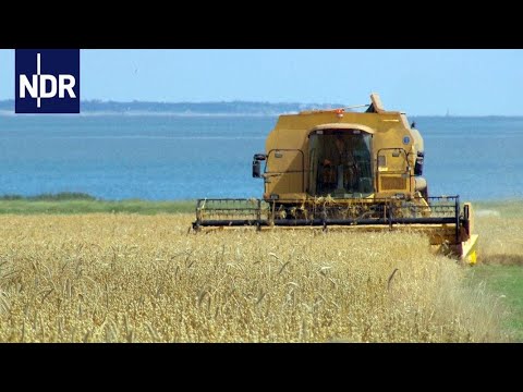 Amrum | die nordstory | NDR