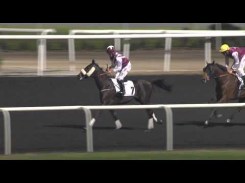 16.02.2013 Meydan (Dubai-UAE) 1.Race Al Basti Equiworld Baileys Cup - Maiden 2.000 m