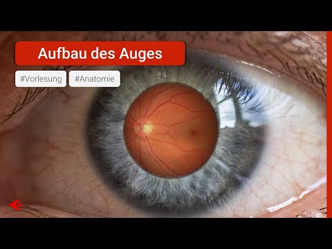 Das Auge - Aufbau und Funktion | Anatomie Vorlesung