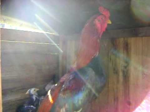 galo rinheiro _ dragão