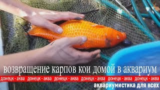 Как содержать карпов кои в пруду