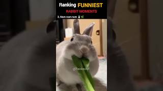 Download lagu Ranking Funniest Rabbit Moments mp3