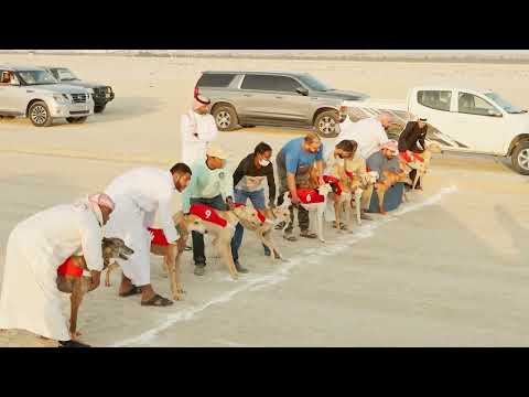Nasser Bin Hamad Falconry & Hunting Season – Exclusive Dog Race Event Coverage