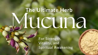 The Growing Buzz around Mucuna: What makes this Ancient Herb so Special?