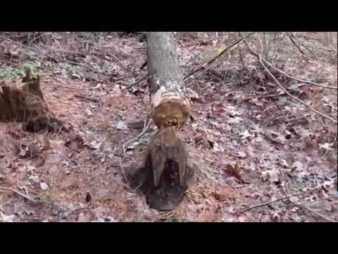 Dunlap Sanctuary, Dracut MA