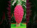 The Best Way To Grow Dragon Fruit Is To Get Strange Fruits Shorts Short
