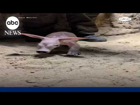 Berlin Zoo welcomes baby aardvark