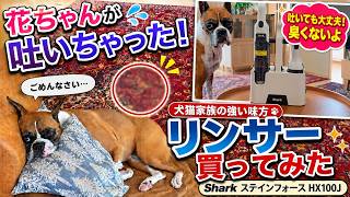 犬猫暮らしの強い味方🐶🐱 Sharkリンサー買ってみた！吐いちゃった絨毯の臭いは消える？【HX100J】