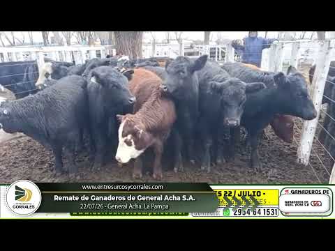22-07-26 - Remate de Ganaderos de General Acha S.A. - La Pampa