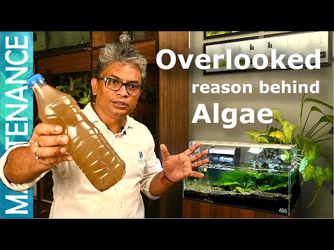 Aquarium Algae Control | Removing organic detritus for algae control| Algae Control Part 3