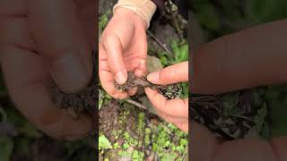 Download lagu Cordyceps Cordyceps #35 mp3