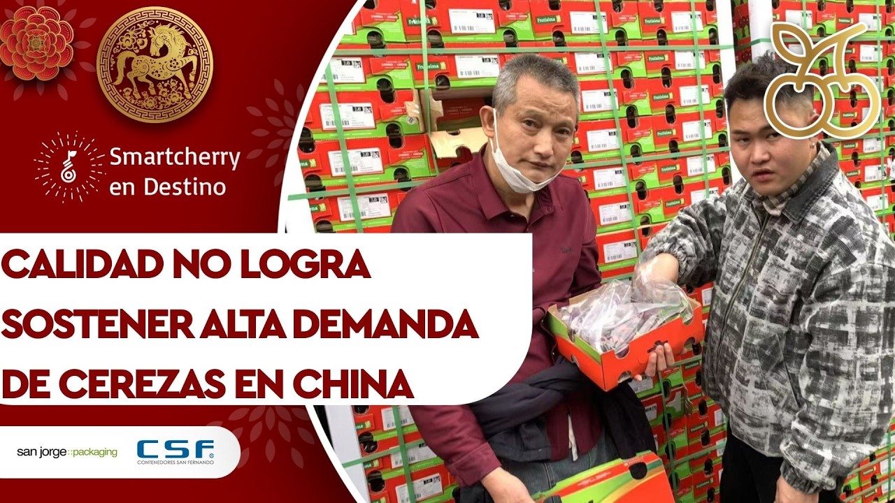 Semana clave para la cereza en China: Precios bajan y calidad enciende alertas, frenando el mercado