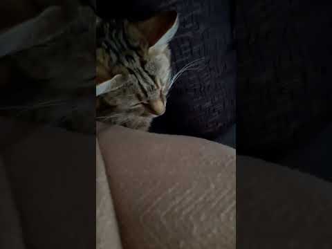 poochie Jammin to Veto and Timmy trumpet