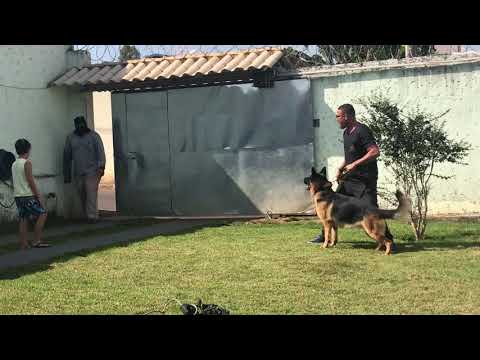 Pastor Alemão atacando