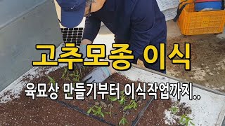 고추재배 / 고추모종 육묘상 만들기부터 이식작업까지 알려드립니다.