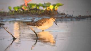 preview picture of video '26.9.13 Petit Chevalier (Tringa flavipes, Lesser Yellowlegs)'