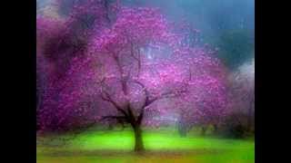 Ennio Morricone - La Califfa