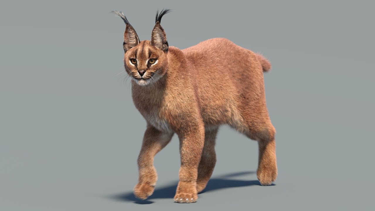 Animated Caracal Fur 3D Model
