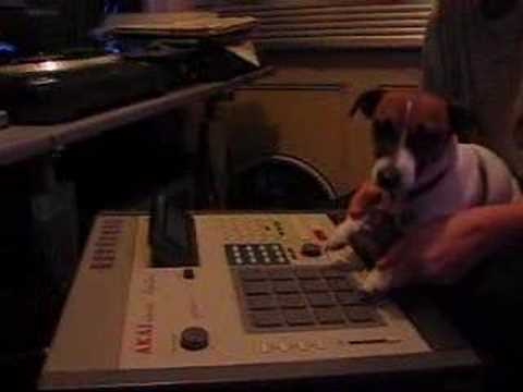 Quick Beat MADE BY A DOG?!?!