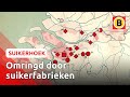 Oud-Gastel was koploper in de Suikerhoek, zónder eigen suikerfabriek | Suikerhoek