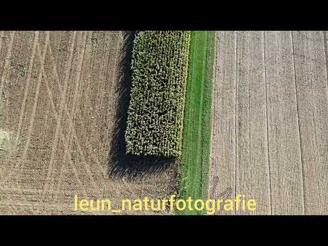 Frank Leun "Wildes Burgholzhausen" Mais Feld Ernte Sauen im Mais