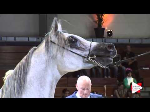 N.54 CETULION - Wels 2016 - Colts 3 years old (Class 6)